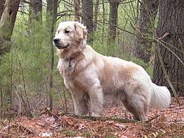 "A golden fluffy colored medium-size dog faces left in a woodland setting."