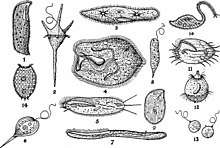 Drawings of Bursaria and other aquatic protists.