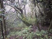 A foggy picture of a rain forest riddled with weeds and various plant life.