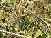 Western Clubtail is greenish-yellow streaked with black. Its abdomen is not expanded