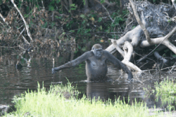 A gorilla wading in waist-deep water with its arms outstretched and holding an object in its right hand. The water is surrounded by thick vegetation.