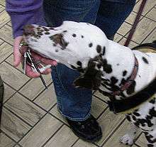A black-and-white spotted Dalmatian in a black service dog harness is holding a set of keys in his or her mouth, about to place them in the hand of his or her human partner, which is outstretched in front of the dog's mouth.