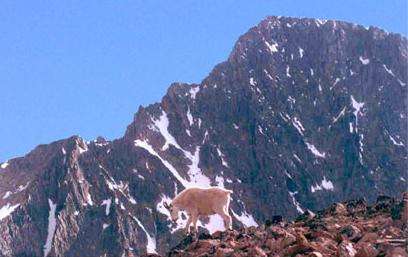 A mountain goat below Granite Peak.
