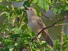 Common grasshopper warbler resting on a branch
