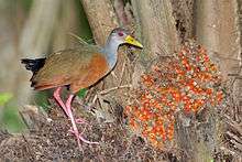 A grey-necked wood rail on the left side, looking at the camera.