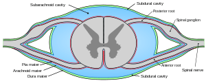 Drawing of cross-section of spinal cord