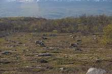 Reindeer in front of herbivore exclosures. The vegetation is higher within the fences than outside, showing herbivory pressure. The vegetation is higher within the second fence that excludes both large and smaller herbivores (rodents) underlining the pressure brought by different herbivores.