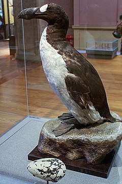 A large, stuffed bird with a black back, white belly, heavy bill, and white eye patch stands, amongst display cases and an orange wall