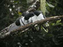 Five small black-and-white birds perch on a branch; three of them are preening themselves, and a fourth is preening the fifth one's head.