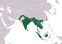 India excluding the Great India Desert, Indochina excluding the Malay peninsula, Sumatra, western Java, southern Borneo, and southern Sulawesi