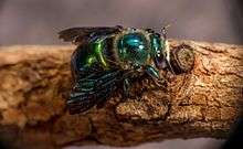 Green Carpenter Bee in Quinkan Country far north Queensland