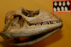 Green Iguana skull (Iguana iguana).jpg: Brian Gratwicke derivative work: B kimmel (talk)