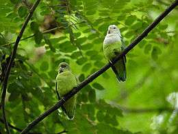 Two green parrots, the right with white chest and head