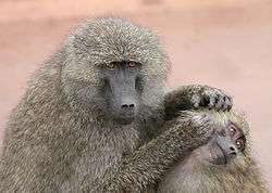 Allogrooming monkeys