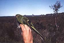 A green parrot with black-edged feathers and wing-tips, and a light green underside