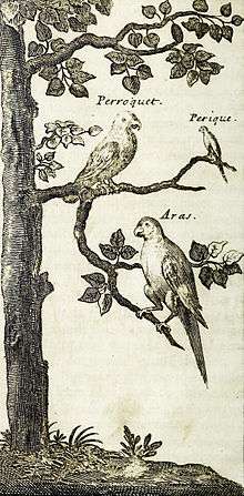 A sepia line drawing showing three macaws sitting on the branches of a tree; they are labelled "Papagay", "Perique Papagay" and "Aras".