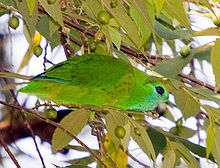 Green parrot with yellow-flecked wings and bright blue-green face
