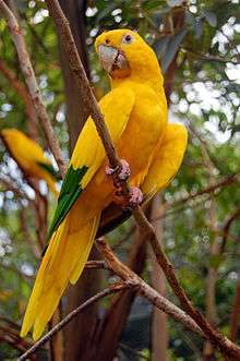 A yellow parrot with green-tipped wings and tan eye-spots