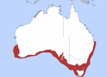 Common distribution for flake in southern Australia