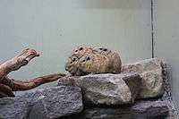 Four rodents clustered together on a rock.