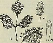 A-C, Gymnoconia interstitialis. A, Æcidia on leaf of Rubus canadensis; B, piece of leaf enlarged; C, teliospore