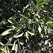 branch of the tree Gymnosporia buxifolia