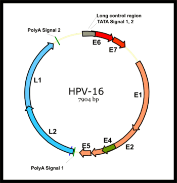 diagram of the genome of human papillomavirus