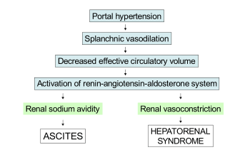 Diagram: portal hypertension leads to splanchnic vasoconstriction, which decreases effective cirulatory volume. This activates the renin–angiotensin–aldosterone system, which leads to ascites due to kidney sodium avidity and hepatorenal syndrome due to kidney vasoconstriction.
