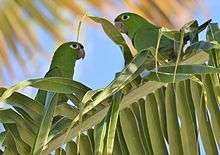 A green parrot with white eye-spots