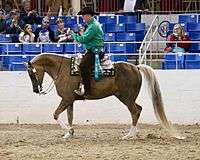 Photograph of a part-Arabian horse being ridden at a show by a man in western clothing