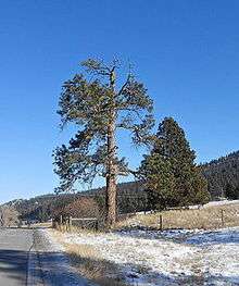 A photograph of a large pine tree