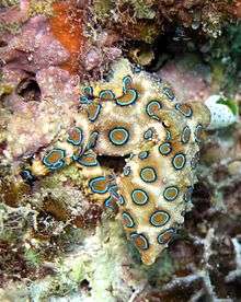 An octopus among coral displaying conspicuous rings of turquoise outlined in black against a sandy background