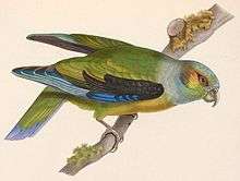 A green parrot a light-blue head, green cheeks, black shoulders and eye-spots, and blue-edged wings
