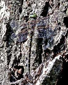 Harlequin Darner - Gomphaeschna furcillata, Mason Neck State Park - 6287764458.jpg