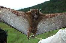 A dark brown bat with dark brown eyes, and its are wings outstretched