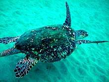 Photo of turtle swimming in shallow, green water