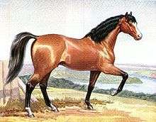 Painting of a bay horse with black mane and tail prancing