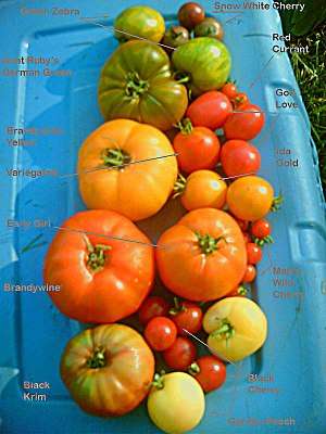 Tomatoes of various sizes and colors, including Snow White Cherry Red Currant God Love Ida Gold Matt's Wild Cherry Black Cherry Garden Peach Black Krim Brandywine (red) Early Girl Variegated Brandywine Yellow Aunt Ruby's German Green Green Zebra