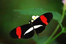 A photo of Heliconius erato, a species of butterfly
