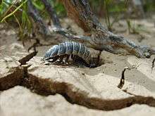A woodlouse stands on the soil surface, looking into a narrow burrow entrance; the trunk of a small shrub can be seen rising near the burrow entrance.