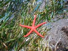 Sea star in sea grass