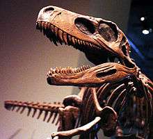 Mounted skeleton cast of Herrerasaurus ischigualastensis leaping forward with open jaws.