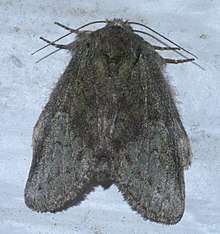A black to dark gray moth with its wings folded as in life. Long antennas extend from both sides of its head.