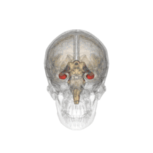 a transparent skull shows the two curved tubes of the hippocampus