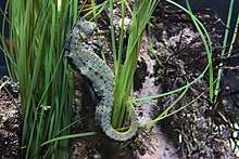 A mottled black, white, and yellow pacific seahorse uses its prehensile tail to wrap around eelgrass