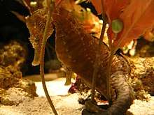 Pacific seahorse in an aquarium.