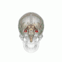 rotating 3D animation of the human hippocampus in skull.