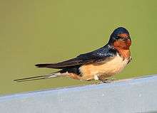A swallow, with a blue back, reddish-orange face and rusty underparts, perches.
