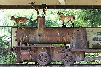 Three goats standing on the locomotive
