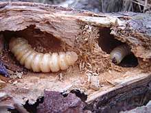 Two large insect larvae in tunnels in a tree branch